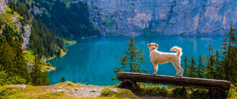 Si perde in montagna, il cane lo salva